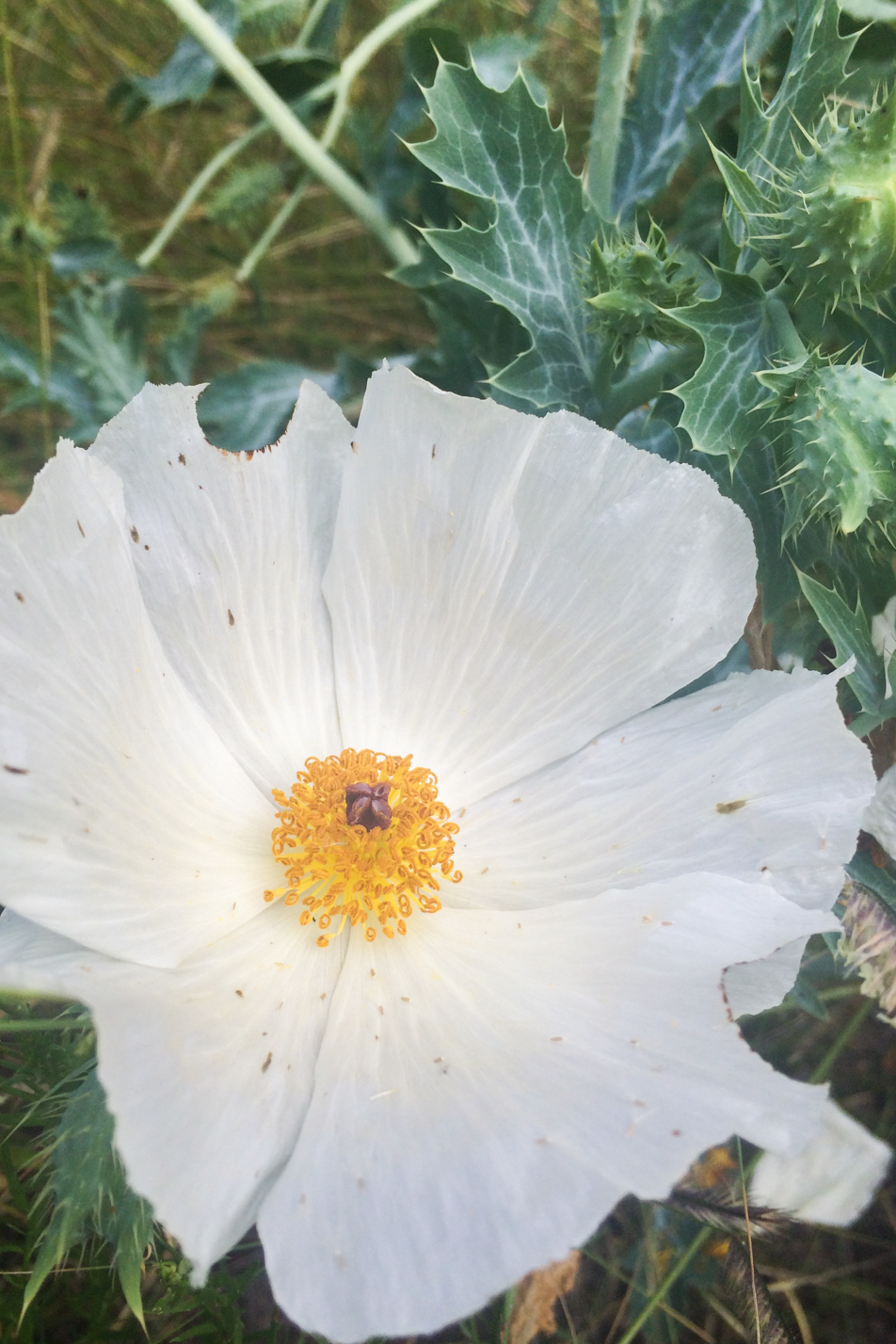 Prickly Poppy
